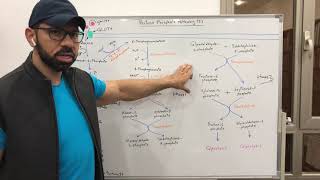 Pentose Phosphate Pathway 2 [upl. by Mairim439]