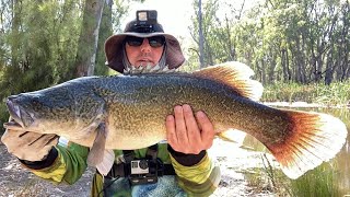 Bait fishing for Murray Cod using Yabbies [upl. by Chico]