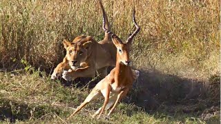 RUAHA NATIONAL PARK [upl. by Ilbert]