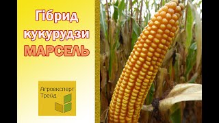 Кукурудза Марсель 🌽  опис гібрида 🌽 [upl. by Akinirt]