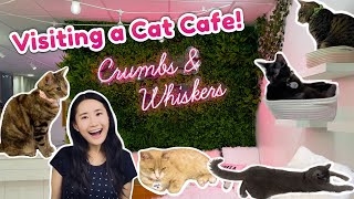 Visiting a CAT CAFE 🐈  Crumbs amp Whiskers DC [upl. by Zeuqirdor613]