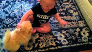 Teacup Pomeranian Puppy and Baby Playing Super Cute [upl. by Nyrhtak301]