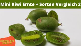 Minikiwi Ernte  Sorten Vergleich 2  Issai  Weiki  Jassai [upl. by Wes]