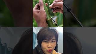 Bamboo Creations with Green Bamboo Slingshots bambooart bamboo shortvideo [upl. by Aienahs840]