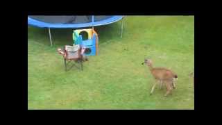 Otter Plays With Baby Deer [upl. by Boj]