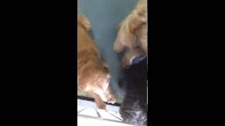 Labradoodle vs goldendoodle The smartest dogs [upl. by Tamah]