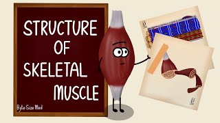 Structure of Skeletal Muscle  Skeletal Muscle Bands  Muscle Tissue  Nerve Muscle Physiology [upl. by Anivol348]