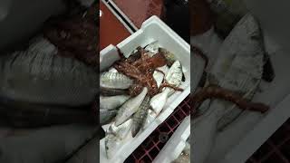 PolpiAiole Mormoraal mercato ittico di Riposto Pesca amazing fish fishing [upl. by Onit]