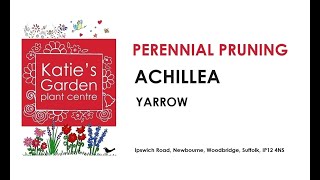 How to look after Achillea Yarrow a pruning guide [upl. by Hornstein]