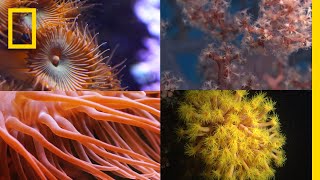 Coral Reefs 101  National Geographic [upl. by Nevag]