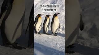 short 日本北海道旭川動物園企鵝散步秀北海道必去景點北海道親子遊景點 [upl. by Valdemar605]