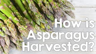 How is Asparagus Harvested  Produce Made Simple [upl. by Alex]