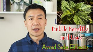 Stinging Nettle Benefits Uses and Side Effects Nettle Leaf or Root How to Make Nettle Tea [upl. by Yahska868]