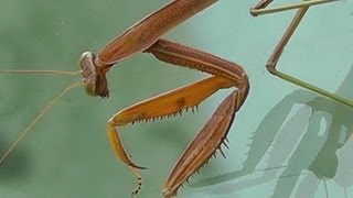 🐝 Brown Praying Mantis  Real Japan Monsters [upl. by Ellene78]