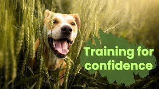 Which behaviors build your dogs quotconfidencequot [upl. by Ohcirej]