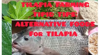 TILAPIA FARMING TIPID TIPS ALTERNATIVE FOODS for TILAPIA [upl. by Humpage]