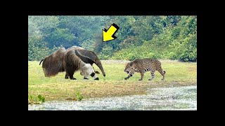 Best Fight Of The JAGUAR  Jaguar vs giant anteater cayman river otter [upl. by Atinit152]