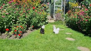 Pekin Bantams Chickens Lavender Pekin Bantam Chickens [upl. by Reg]