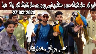 parrots price decreased in 27102024 l Lalukhet birds market l Bidding amp pice in Urdu Hindi [upl. by Mariand]