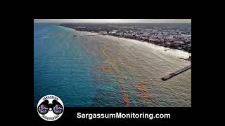 Sargassum Monitoring®  LAST NEWS  Effectiveness of sargassum barriers [upl. by Ronyar]