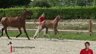 Sevenoaks Conthargos x Vingino [upl. by Rollet]