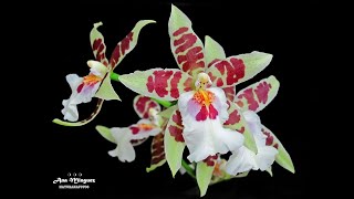 Orquídea Odontoglossum [upl. by Eyllom]