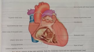 ANATOMY OF HEART NOTESPART 2 RIGHT ATRIUM AND RIGHT VENTRICLEBDCHAURASIATHORAX ANATOMY [upl. by Auohs]