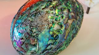 NZ Paua  Abalone shell polishing HowTo [upl. by Gerome344]