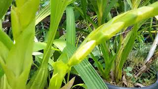 2 spikes on 1 bulb  Coelogyne asperata  how to grow coelogyne asperata [upl. by Yvor170]