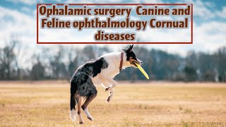 Ophalamic surgery Canine and Feline ophthalmology Cornual diseases [upl. by Drus249]