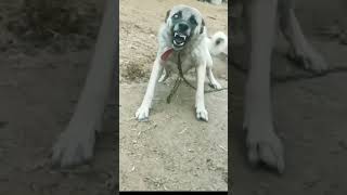 Dog barking videos4kviralstatusytshorts [upl. by Nuahsed]