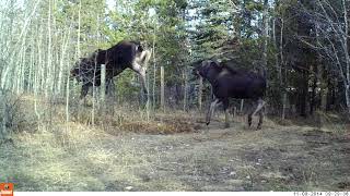 Cow Moose and Calf Jumping BarbedWire Fence [upl. by Darda]