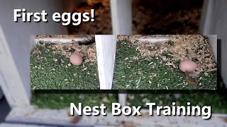 Training the chickens to use the nesting boxes [upl. by Yvonne]