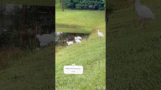 ibises twitcherlife birds birdspotting nature birdwatch wildlife birdwatchinglife birdtuber [upl. by Ennasil]