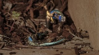 BLUE BELLY LIZARD TERRITORY FIGHT  VISTA CALIFORNIA  APRIL 12 2015 [upl. by Namie]