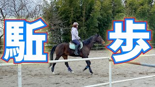 駈歩発進を極める the secret of walkcanter transition [upl. by Grobe]