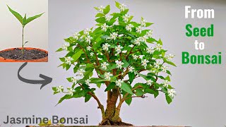 How to make a Bonsai tree  Jasmine Bonsai tree [upl. by Ellie]