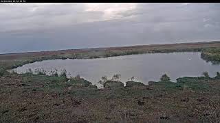 Attwater Prairie Chicken NWR Live Stream [upl. by Filbert]