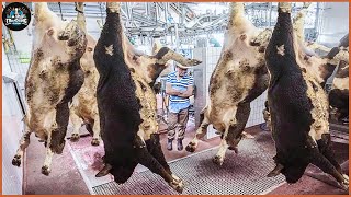 How Are Giant Cows Processed At The Factory  Modern Beef Processing Plant  Farming Documentary [upl. by Annerb]