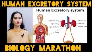 Biology MarathonHuman Excretory System [upl. by Ogilvie]