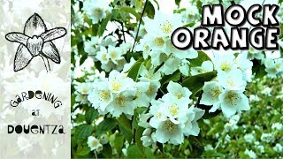 Passion for Mock Orange  scented garden with 12 philadelphus in bloom [upl. by Henrik]