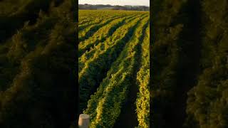 Growing kiwiFruit fruit kiwigrowing farming garden [upl. by Ernst890]