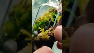 Healthy Terrarium indoorgarden plants terrariums subscribe satisfying mossterrarium moss [upl. by Herodias862]