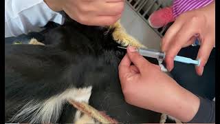 Cornual nerve block in cattle for dehorning or surgical intervention [upl. by Notsob]