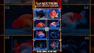 shorts Auction ON WA Group Outside Indo Welcome Communicate Youre Transhipper goldfish ikankoki [upl. by Burnaby]