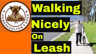 How to Train a Dog to Walk on Leash Without Pulling  8 TIPS FOR SUCCESSFUL LEASH WALKING [upl. by Zicarelli410]