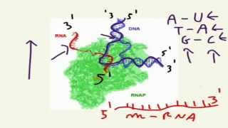 CORSO DI BIOLOGIA GENERALE  LEZIONE 46  TRASCRIZIONE DEL DNA [upl. by Adnalram]