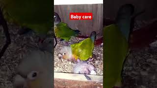 Conur bird breeding progressshorts trendingviralvideoparrotbirdscomedy funnyBirdbreeding28 [upl. by Oirram]