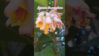 Alpinia zerumbet 🌿 flowers jardin garden gardening [upl. by Arvonio]