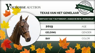 Texas van het Genelaar IN THE AUTUMN YOUHORSEAUCTION UNDER THE SADDLE NOVEMBER 2  NOVEMBER 5 amp 6 [upl. by Aoht]